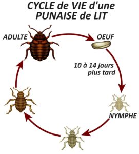 punaise de lit